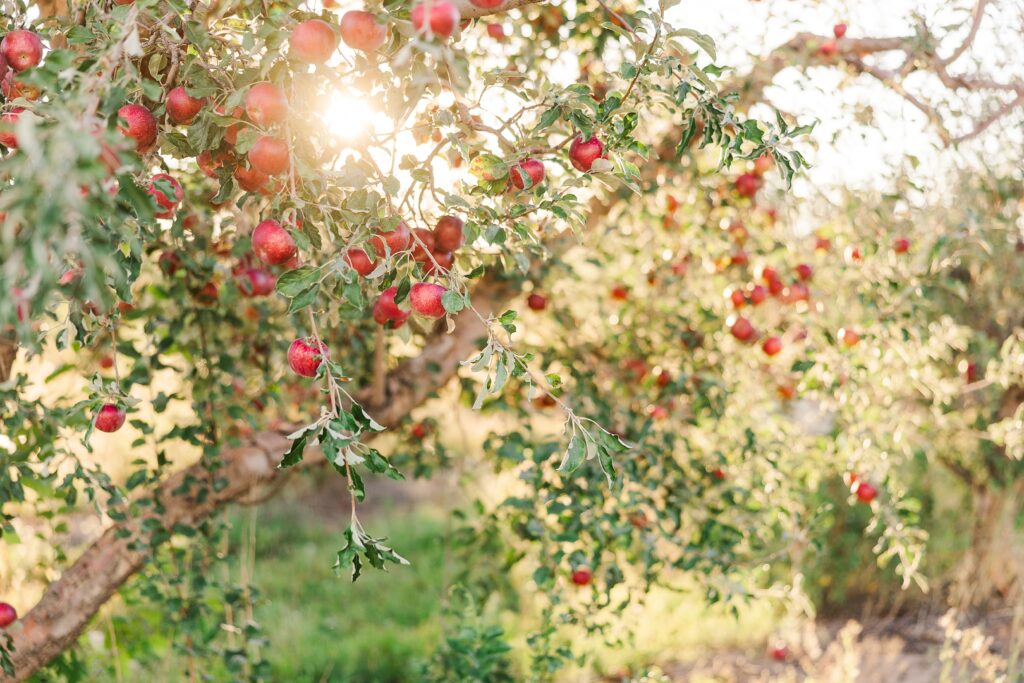 Fall Image
Apple Trees
Apple Orchard
All Things Fall
For the love of fall
apple picking
fall blog
fall meals
fall recipes
apple everything
fall decor
cozy modern fall decor 
